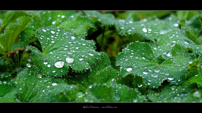 Raindrops on green leaves