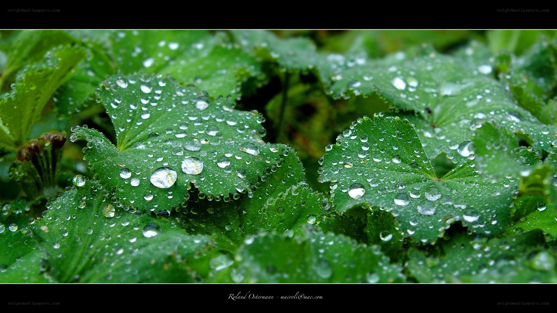 Raindrops on green leaves