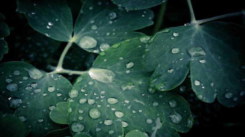 Raindrops on green leaves