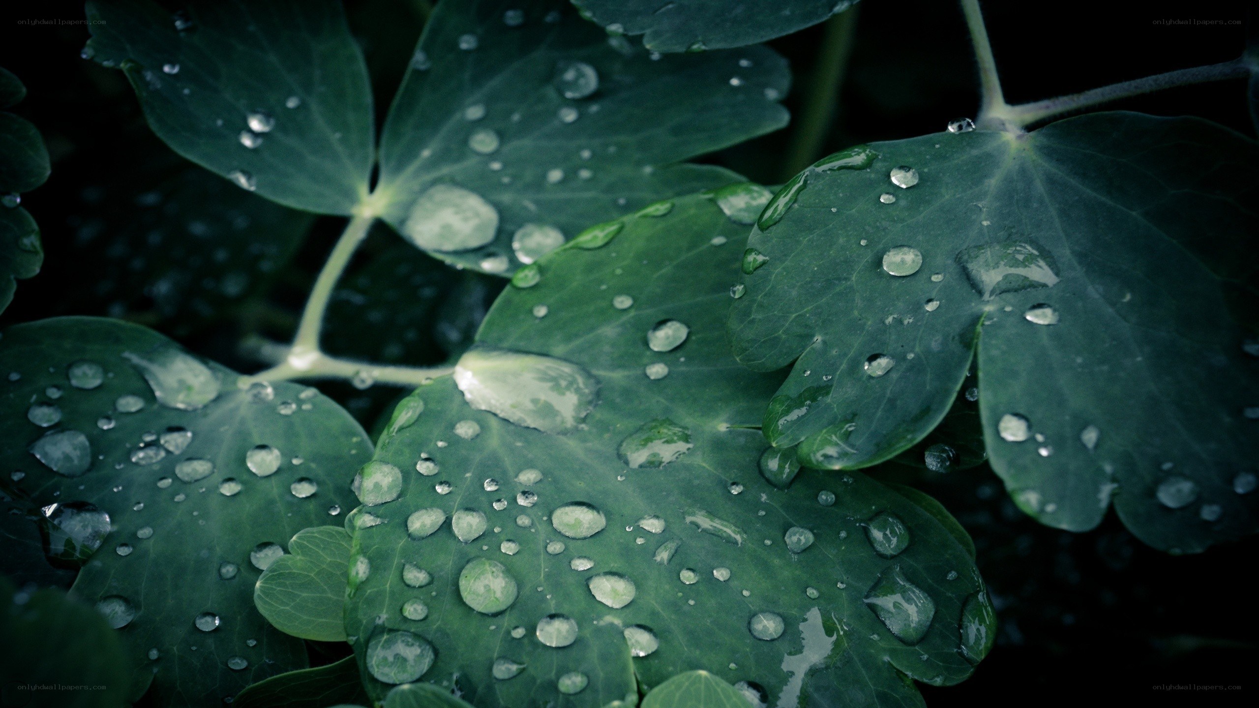 Raindrops on green leaves