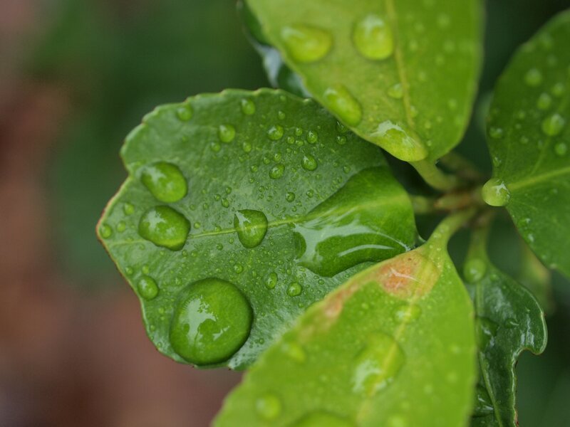 Raindrops on green leaves