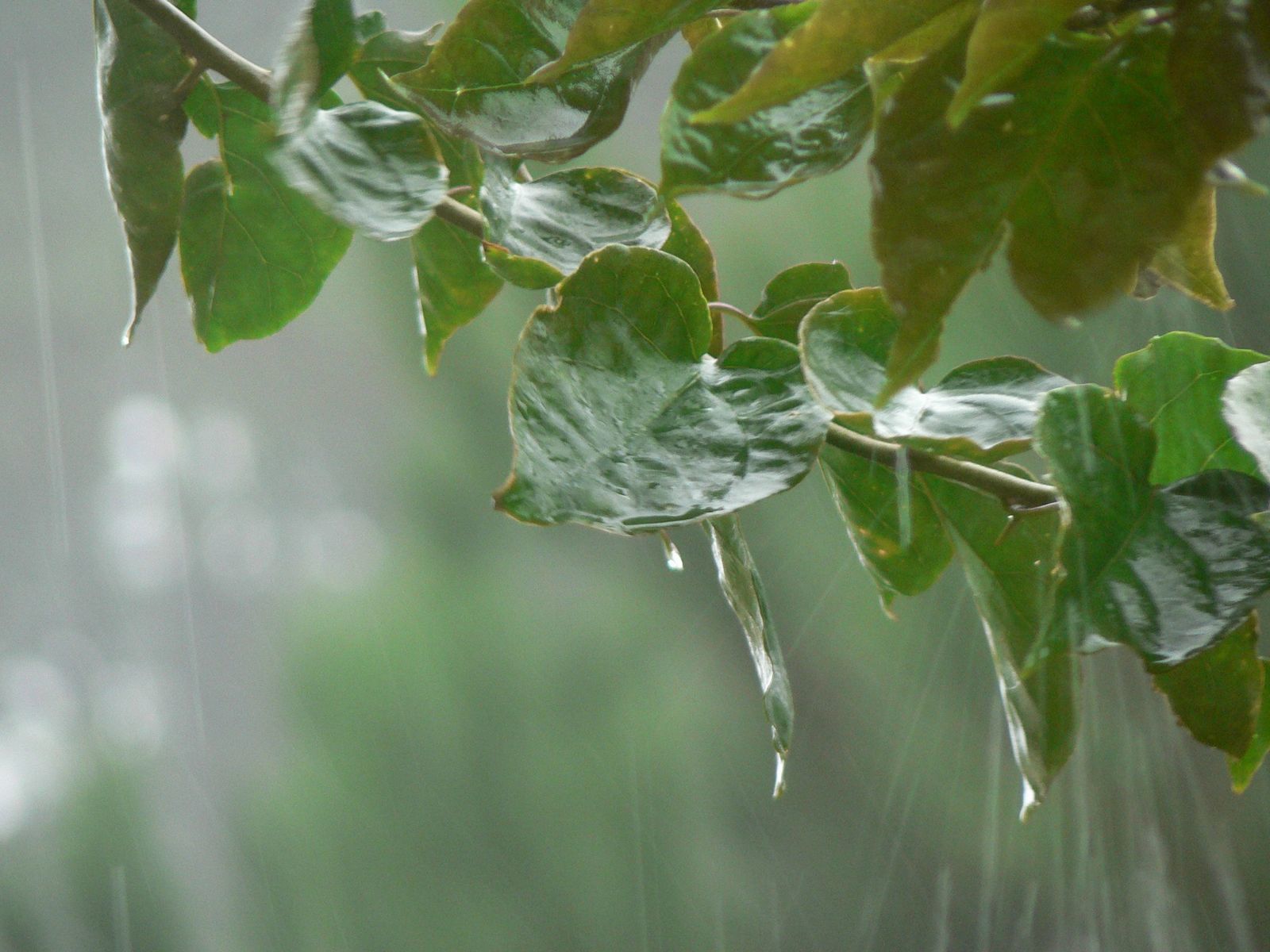 raindrops on green leaves
