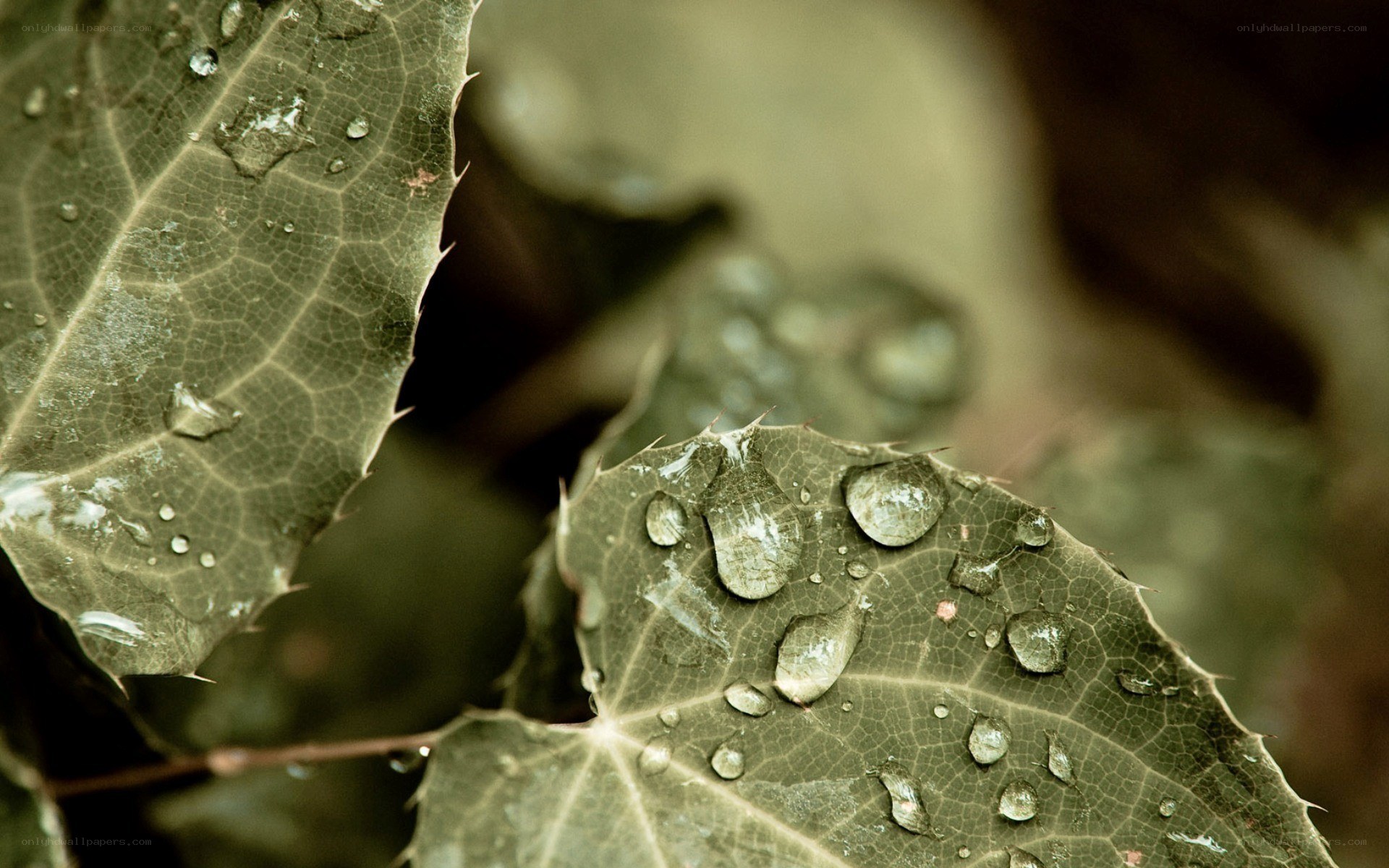 Raindrops on green leaves