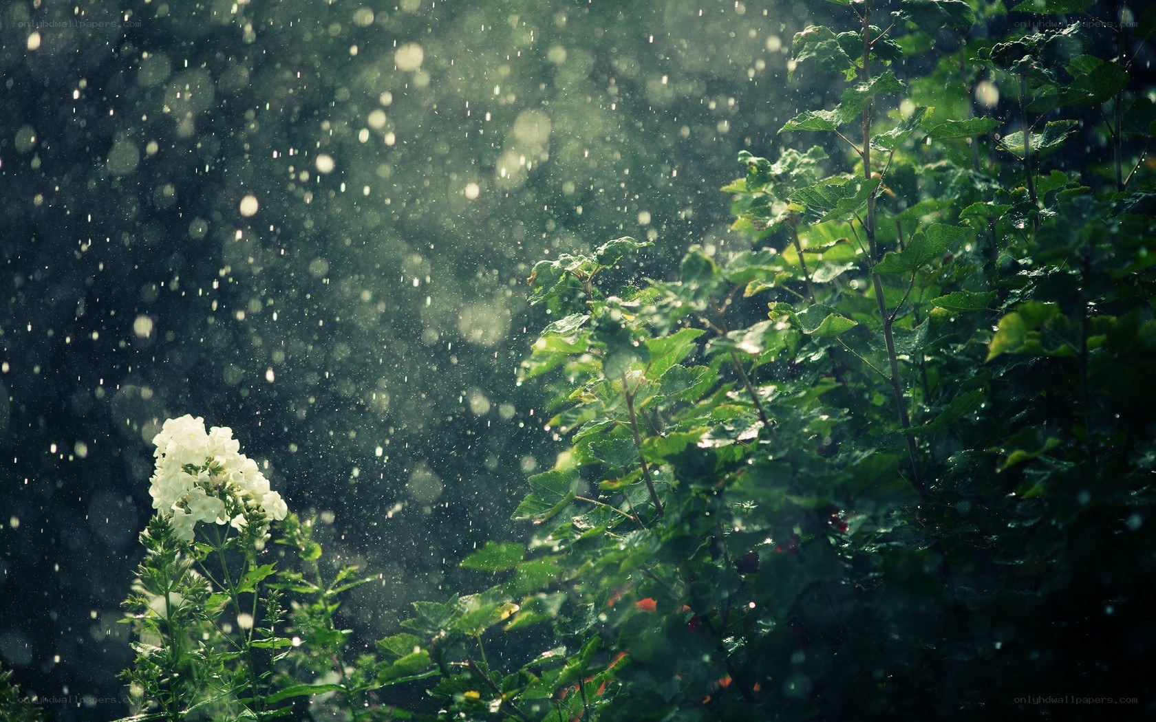 raindrops on green leaves