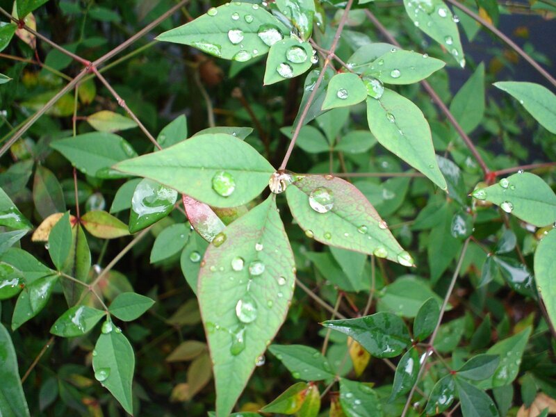 raindrops on green leaves