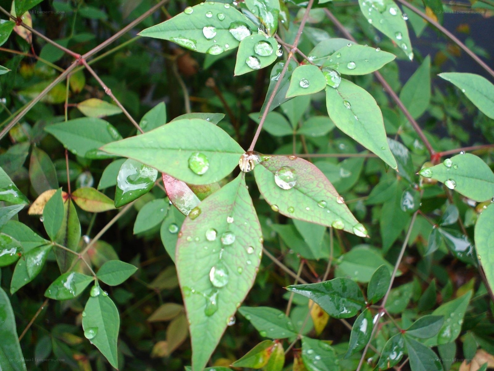 raindrops on green leaves