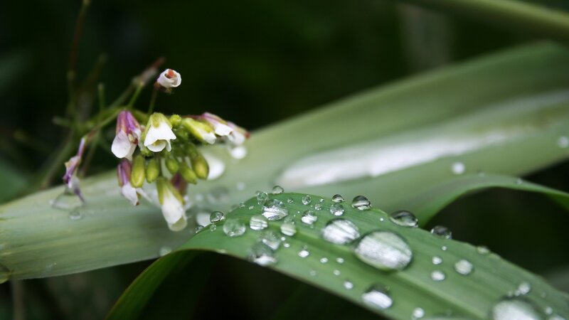 Raindrops on green leaves
