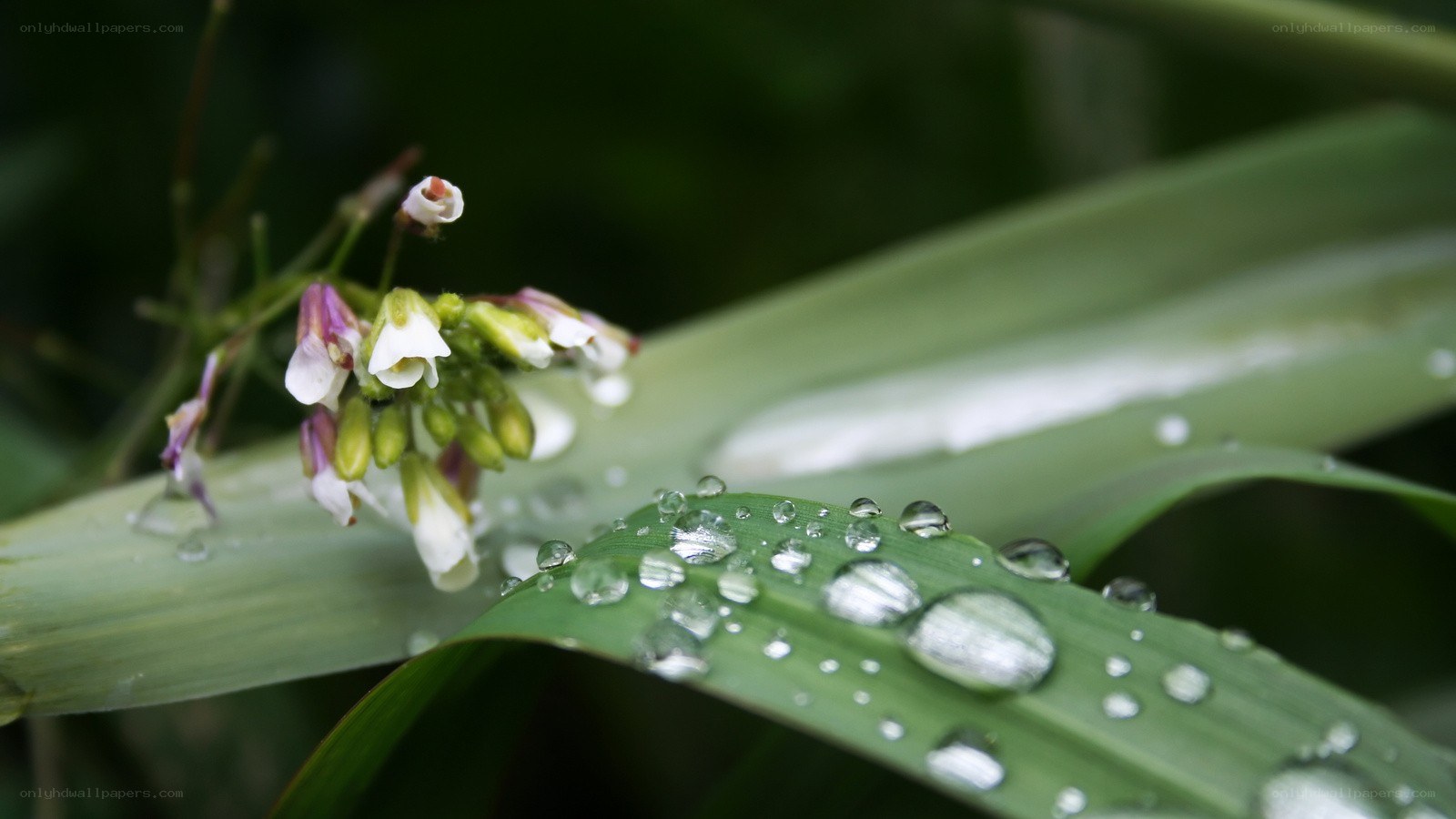 Raindrops on green leaves