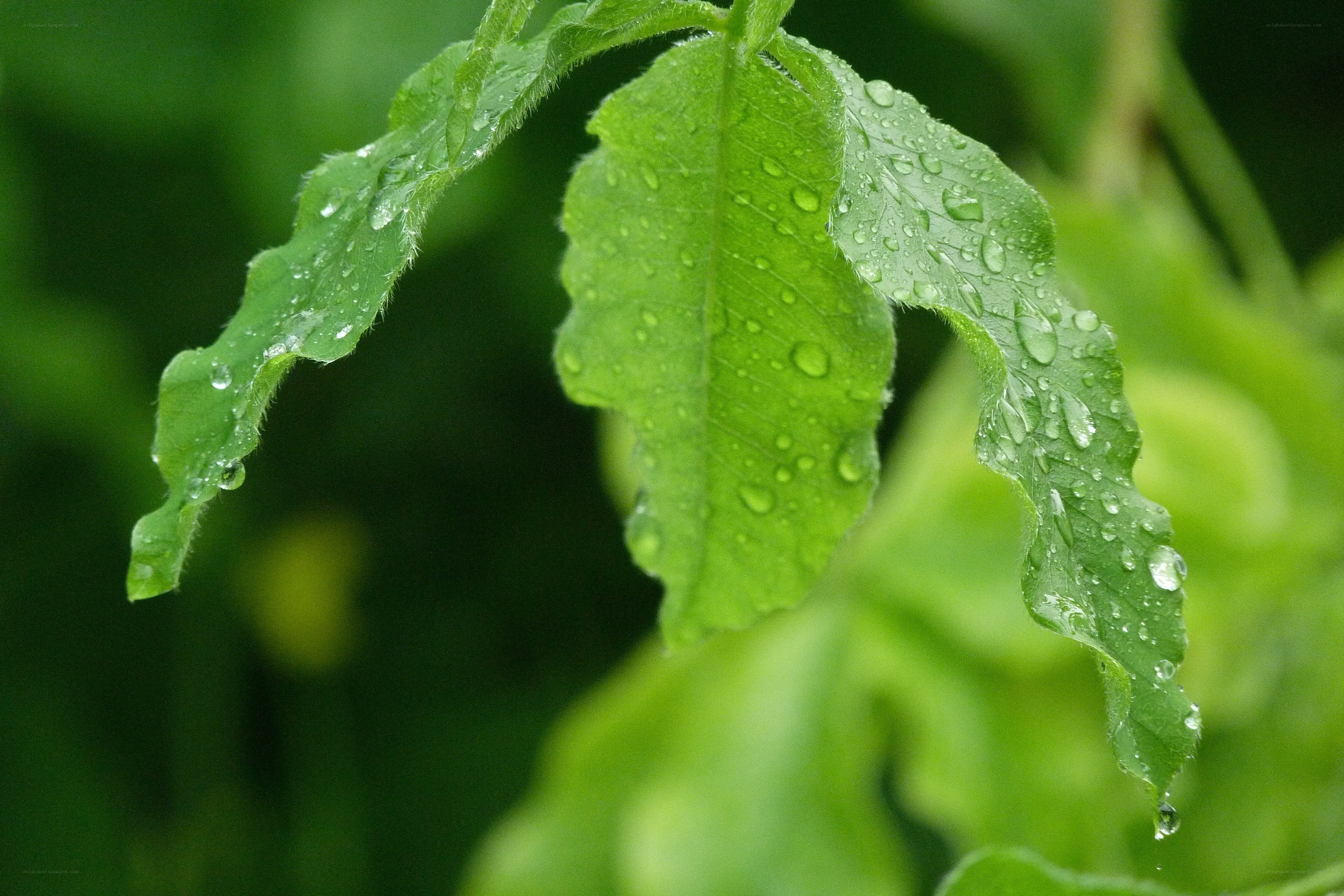 raindrops on green leaves