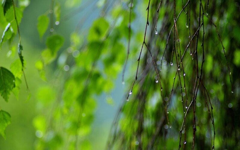 raindrops on green leaves