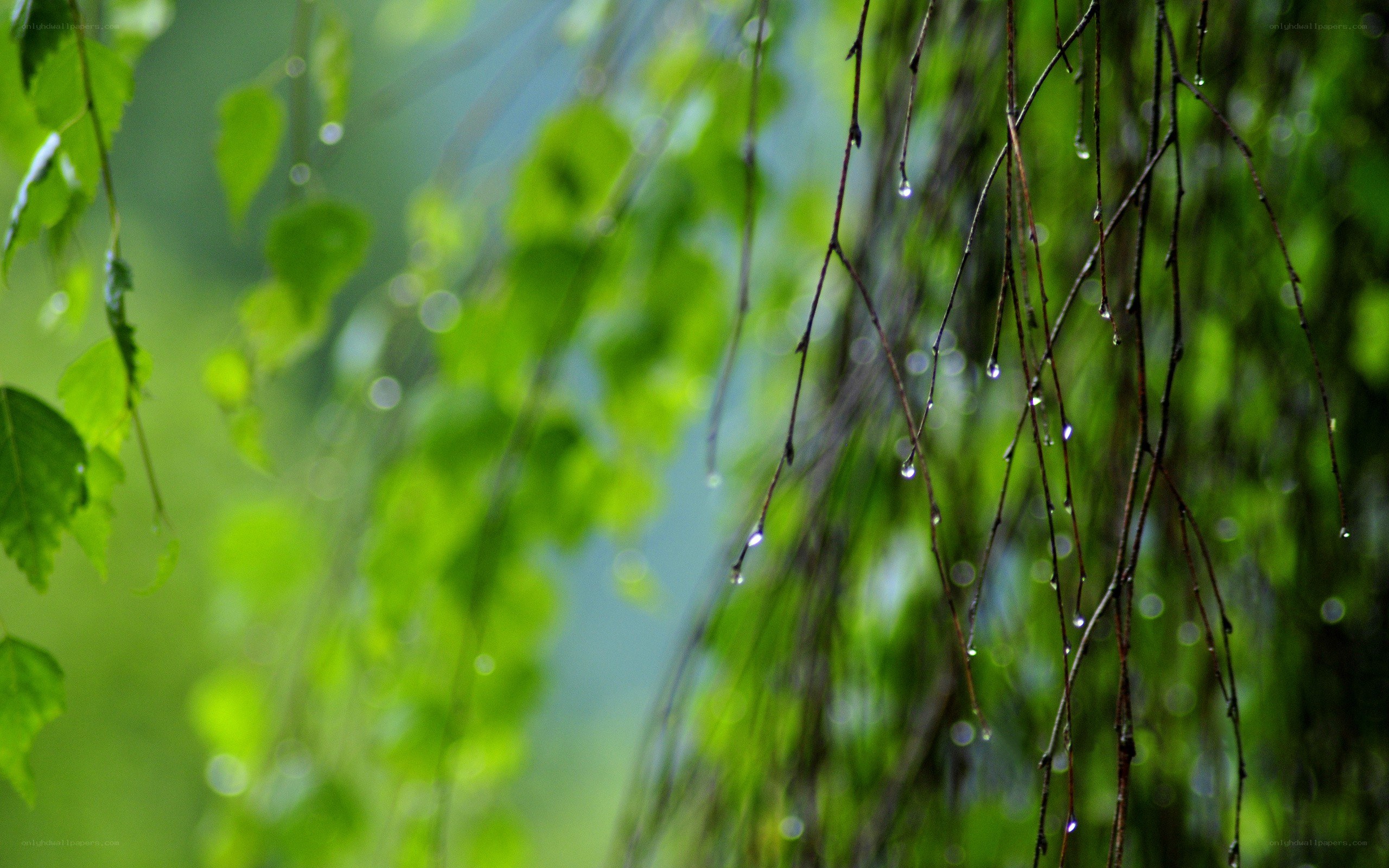 raindrops on green leaves