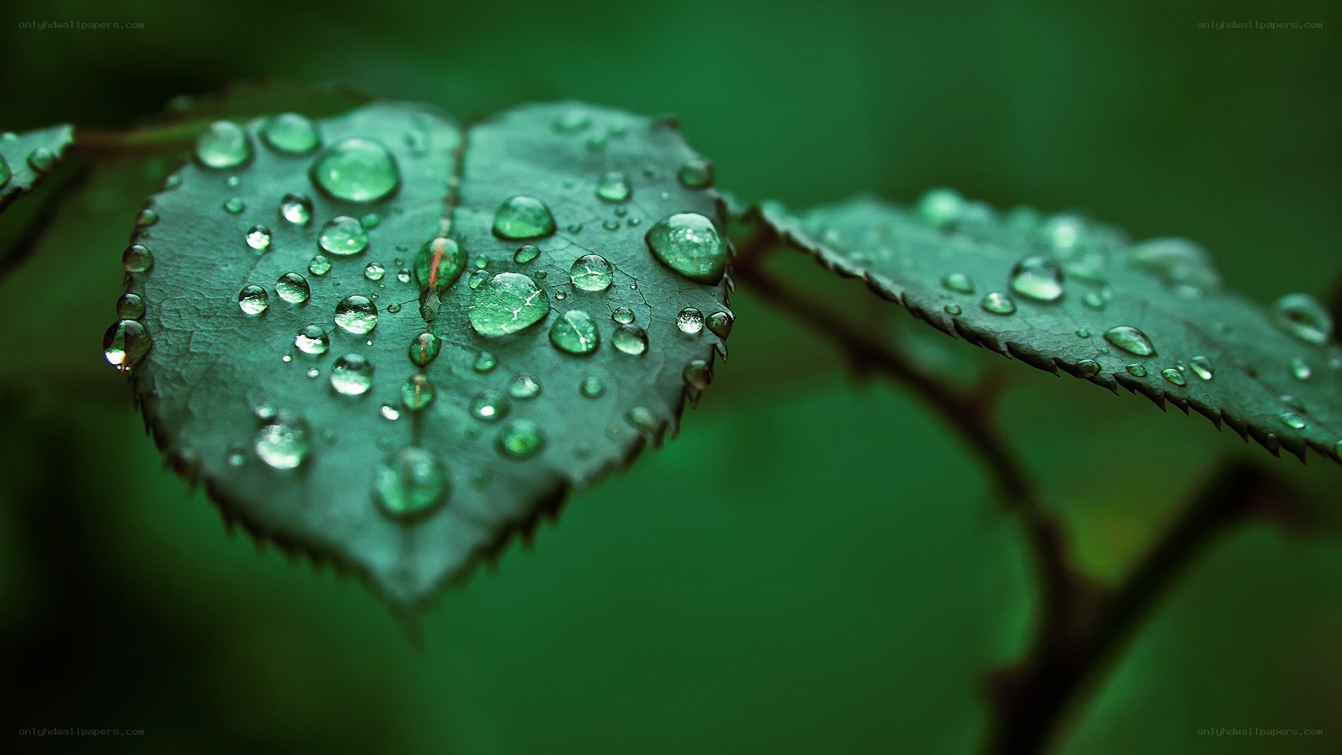 Raindrops on green leaves