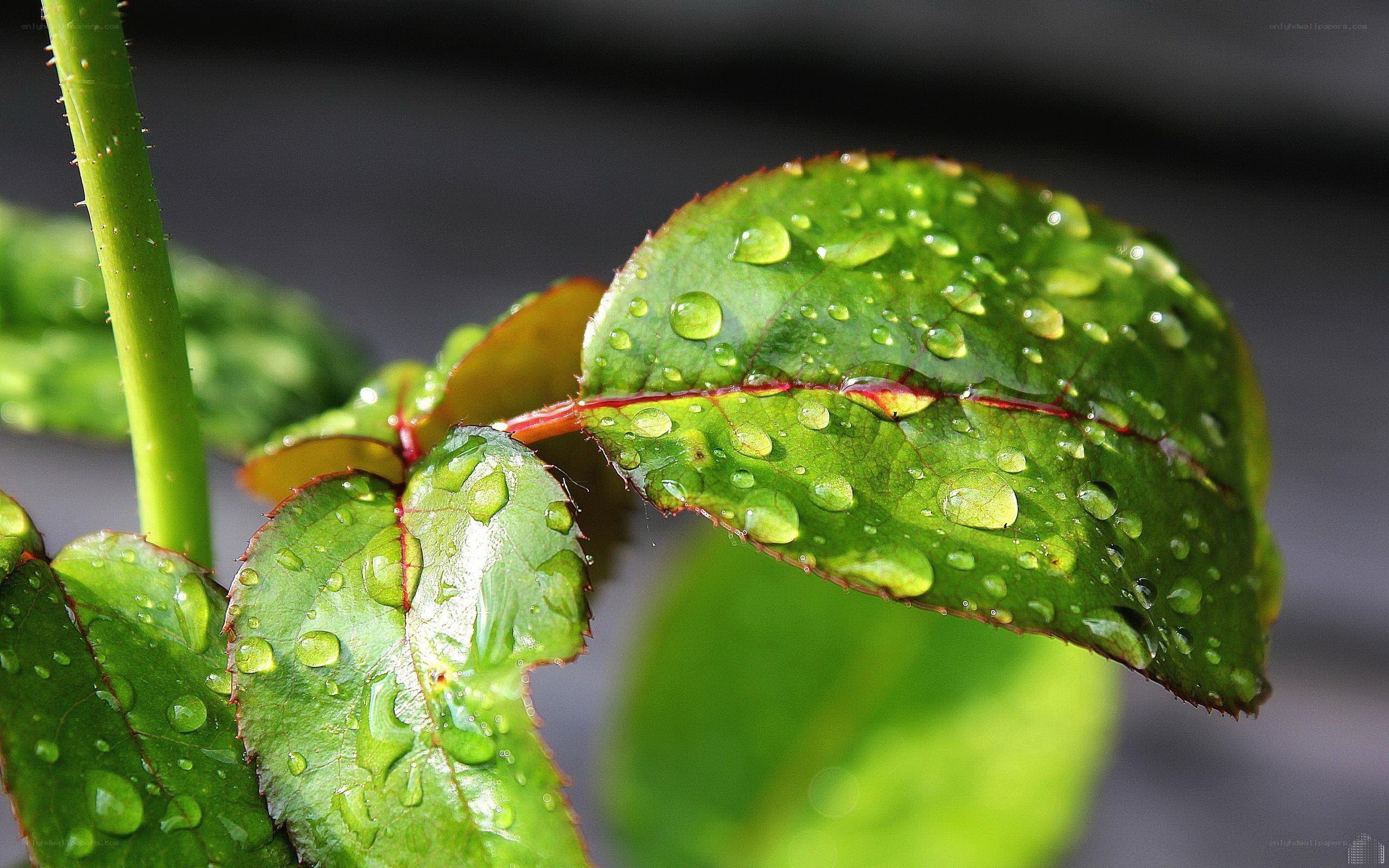 Raindrops on green leaves