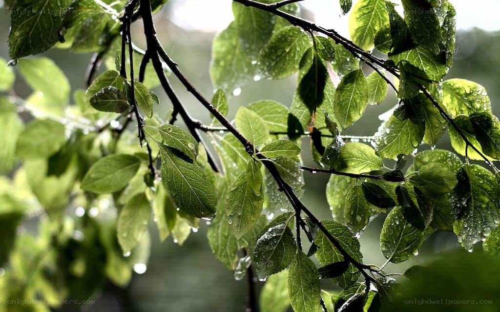 raindrops on green leaves