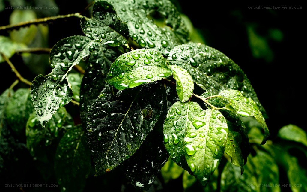 Raindrops on green leaves