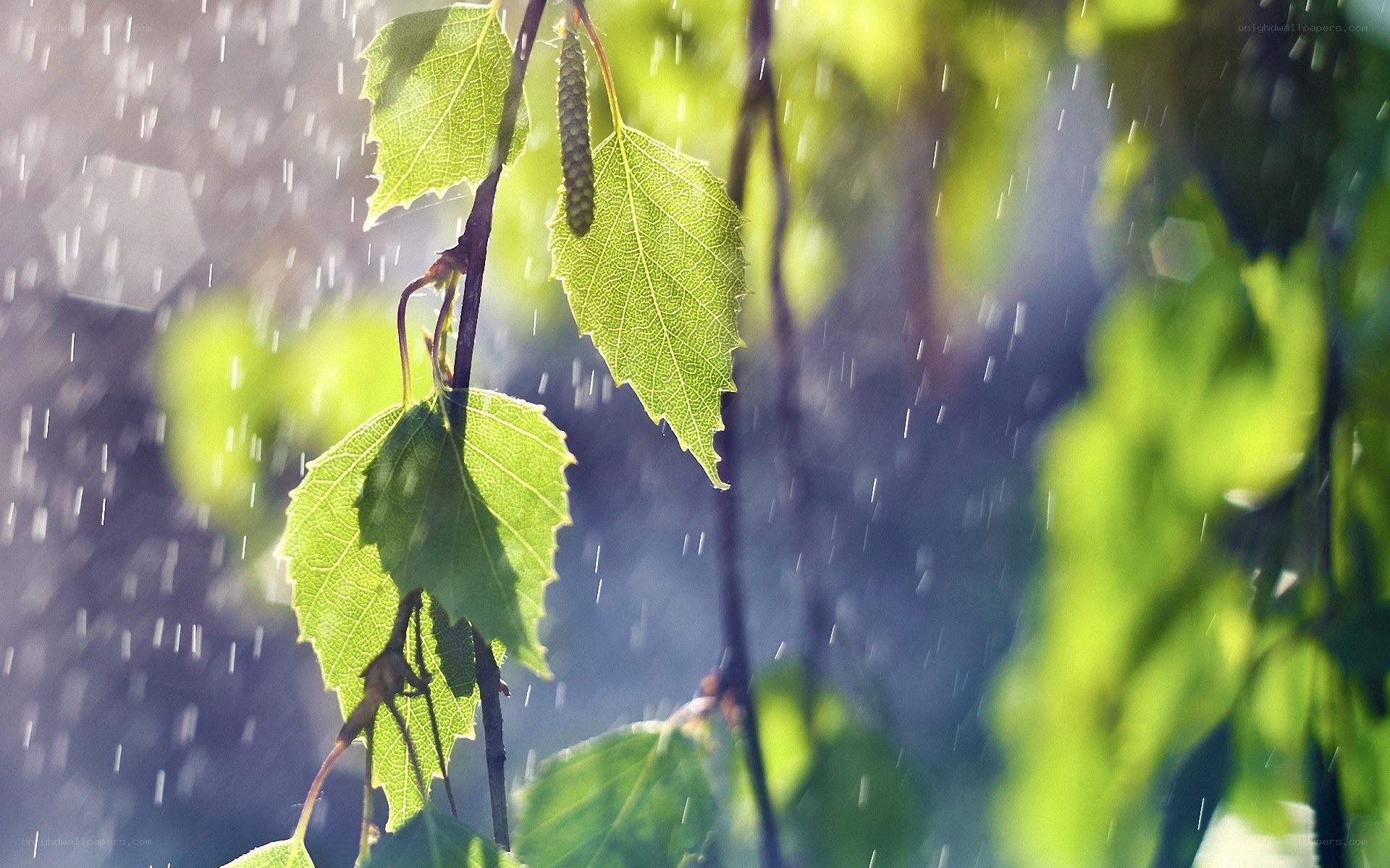 Raindrops on green leaves