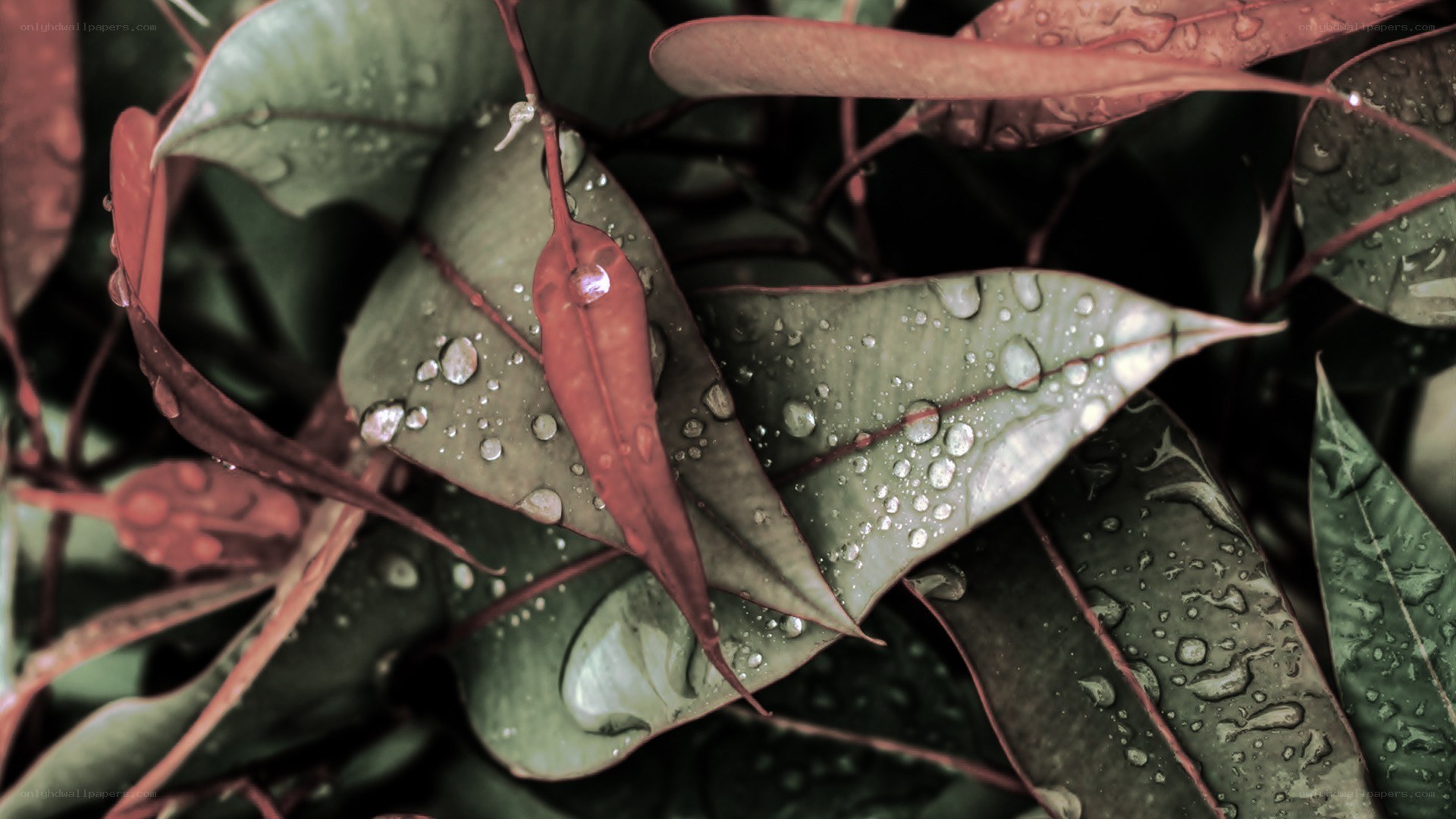 raindrops on green leaves