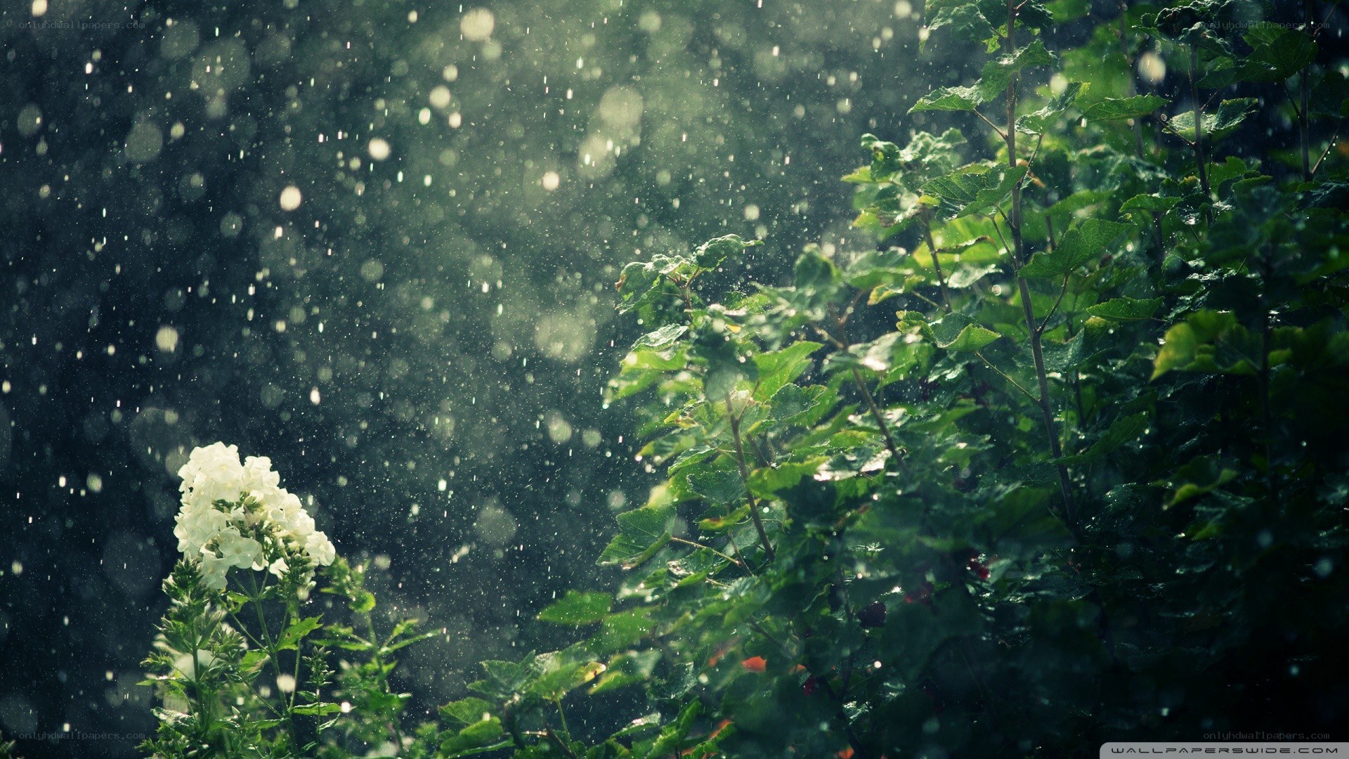 Raindrops on green leaves