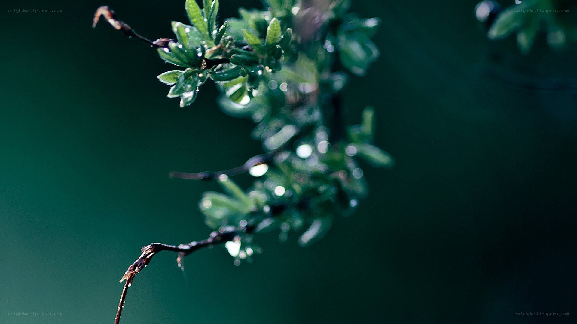 raindrops on green leaves