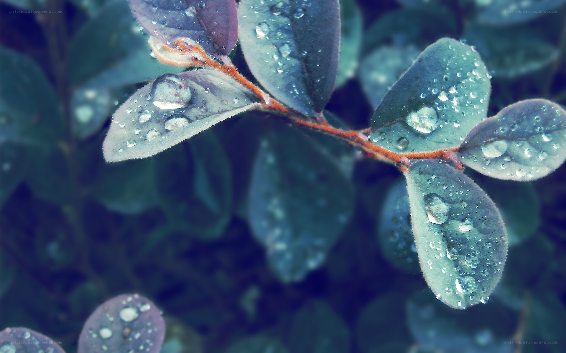 raindrops on green leaves