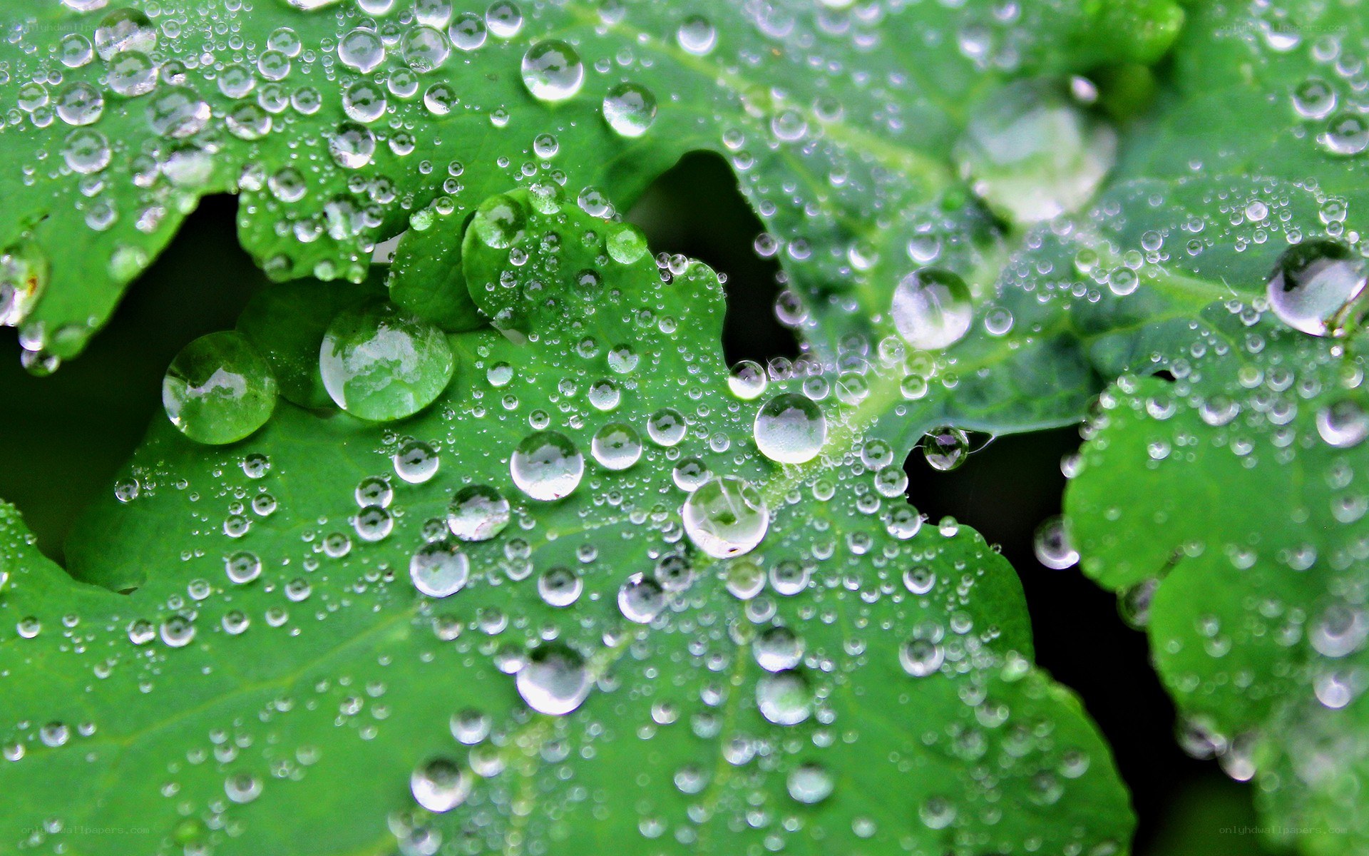 Raindrops on green leaves