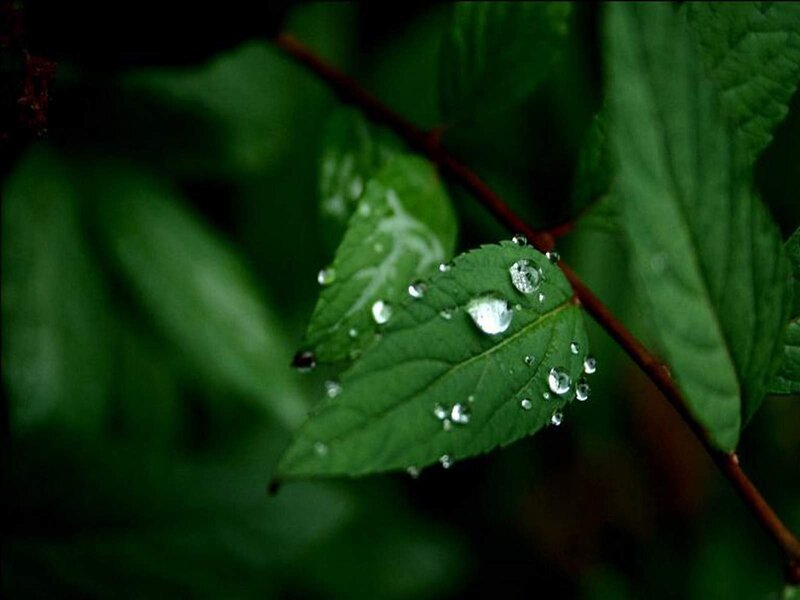 raindrops on green leaves