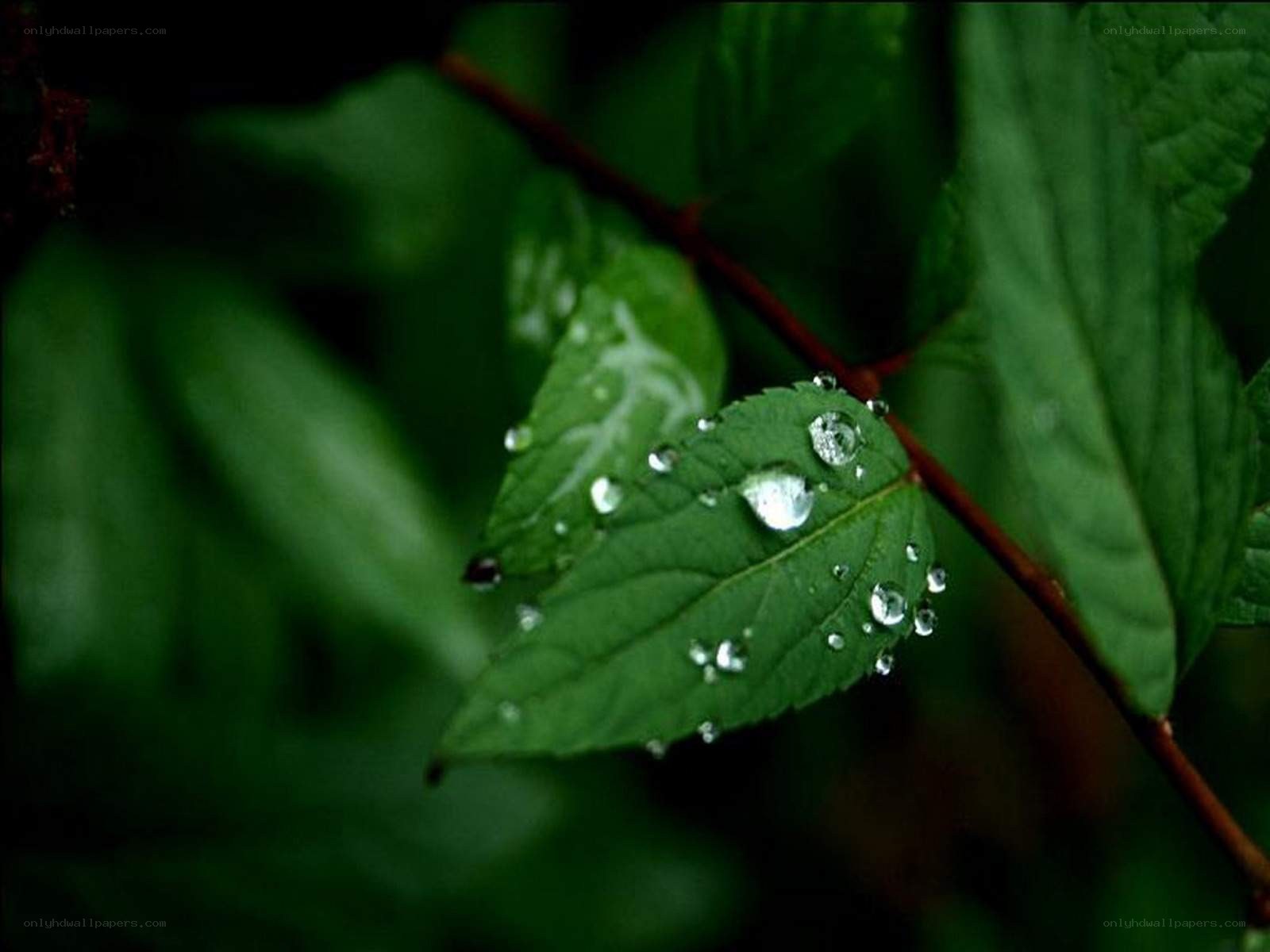 raindrops on green leaves