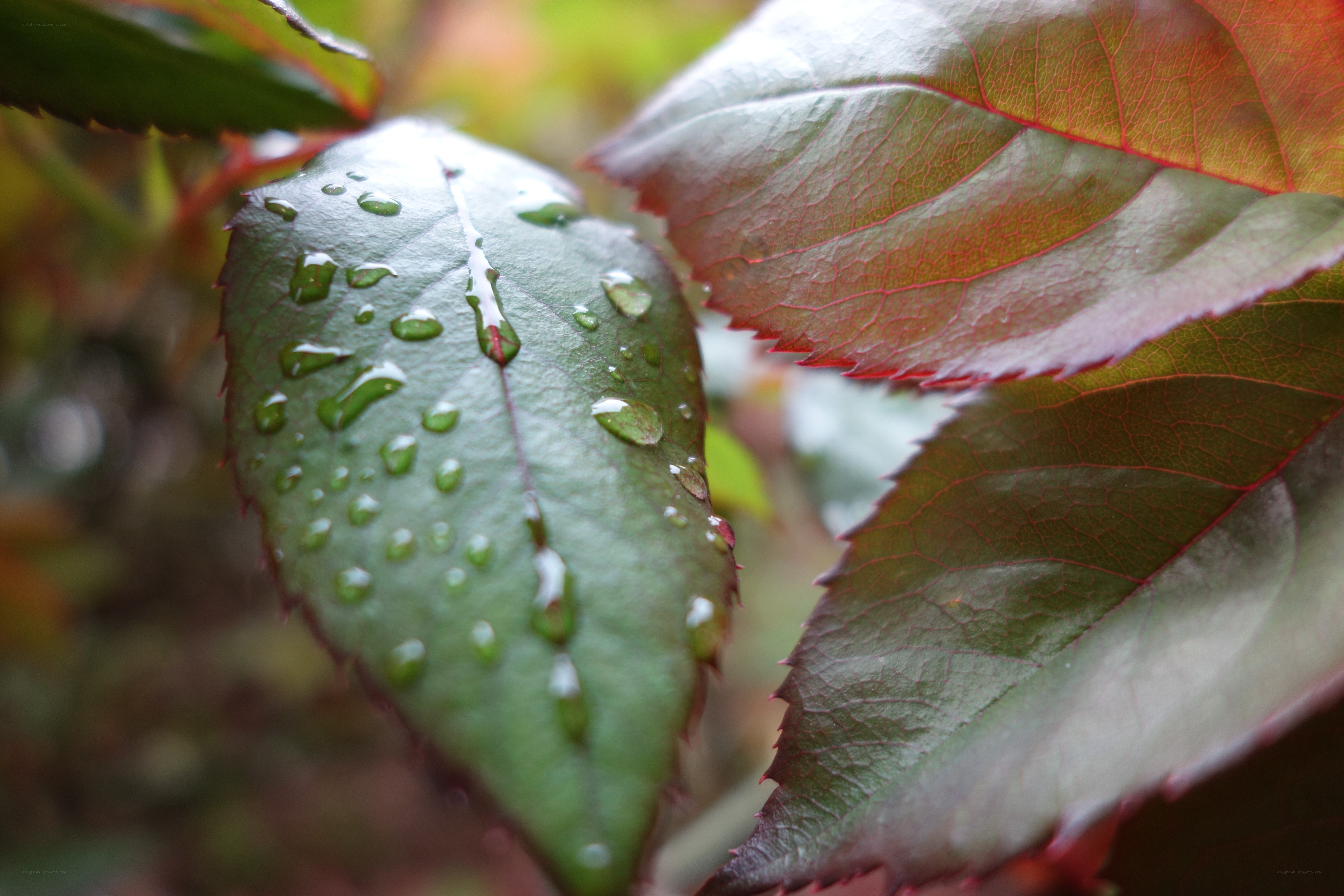 Raindrops on green leaves