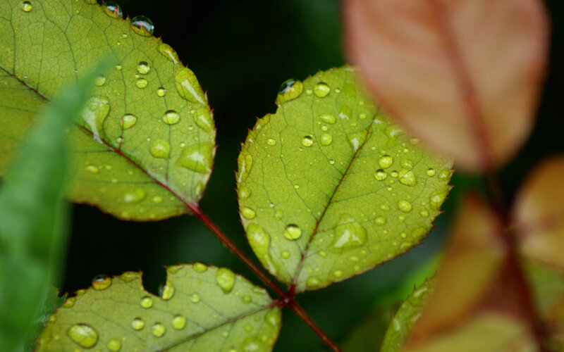 Raindrops on green leaves
