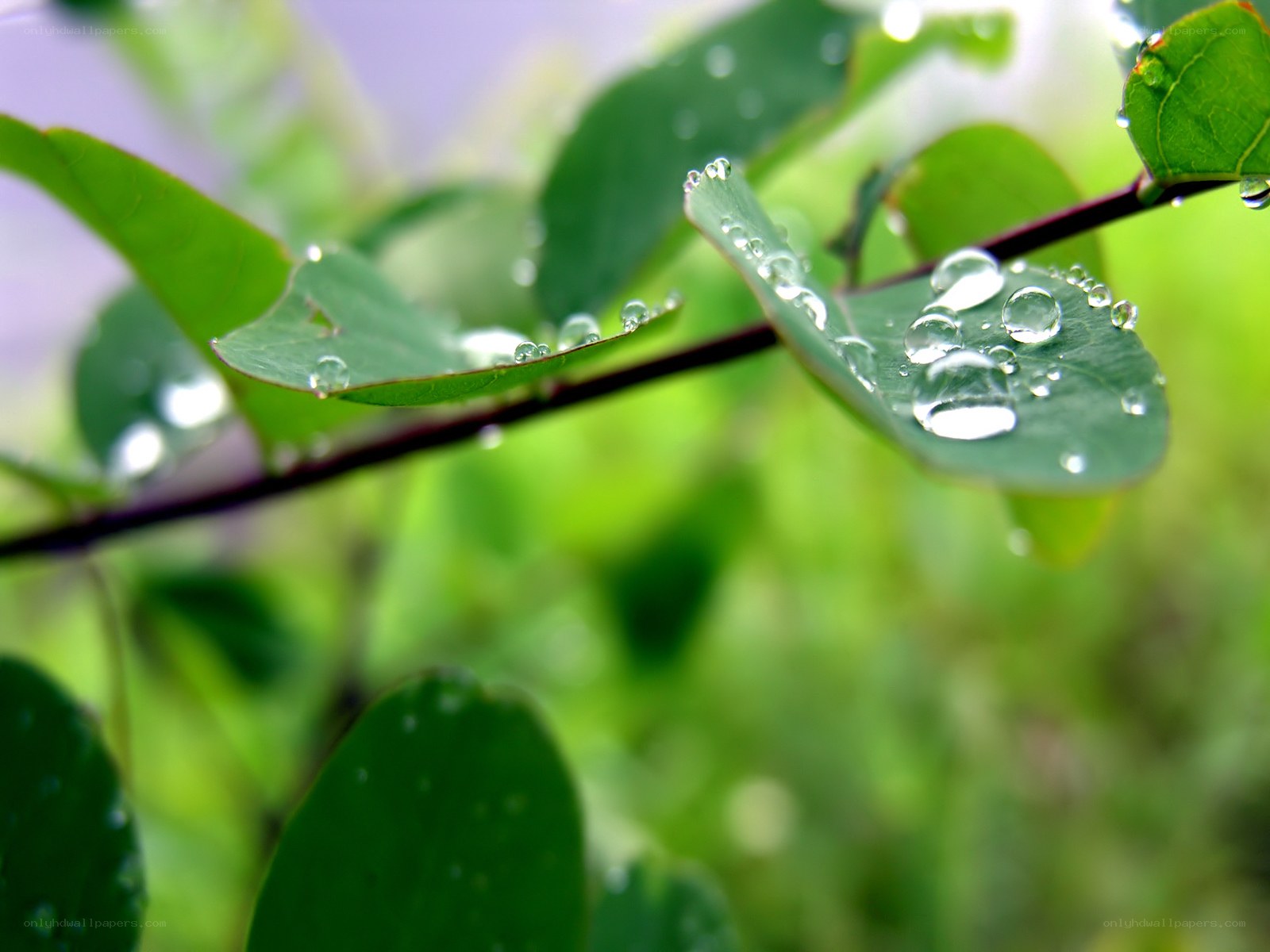 Raindrops on green leaves