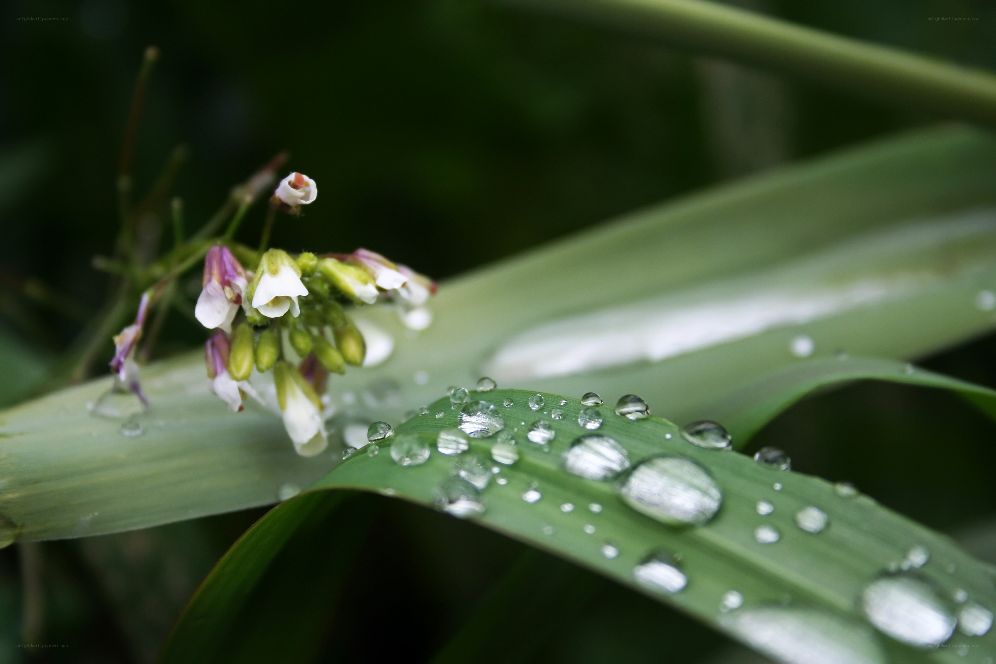 Raindrops on green leaves