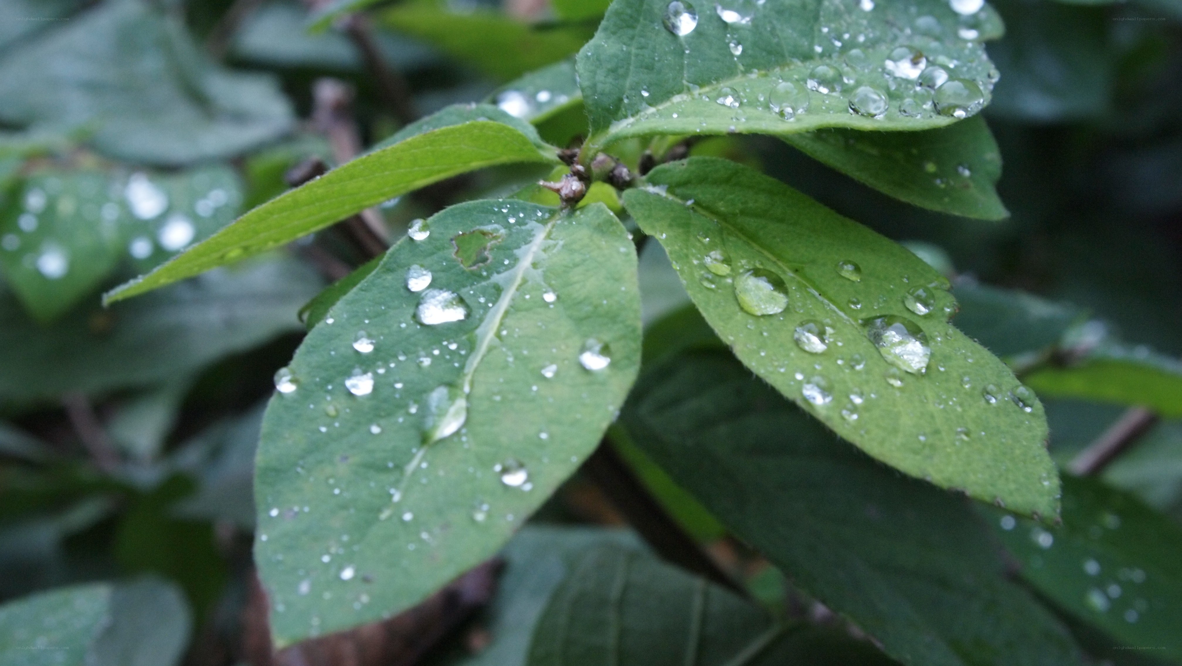 raindrops on green leaves