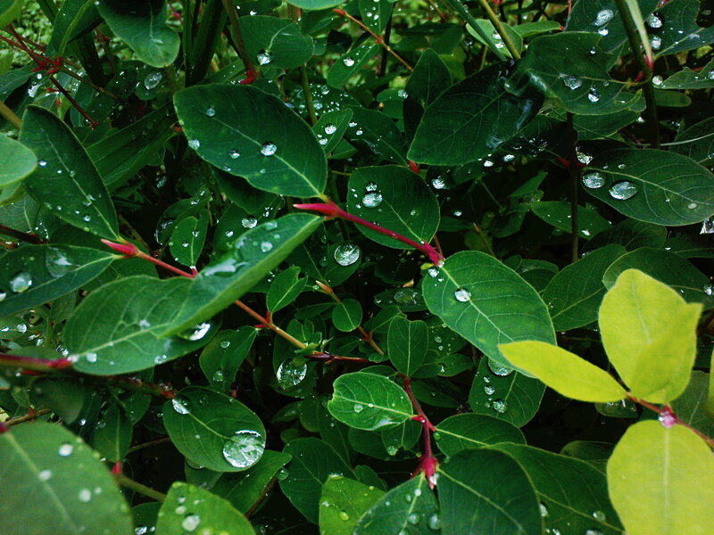 Raindrops on green leaves