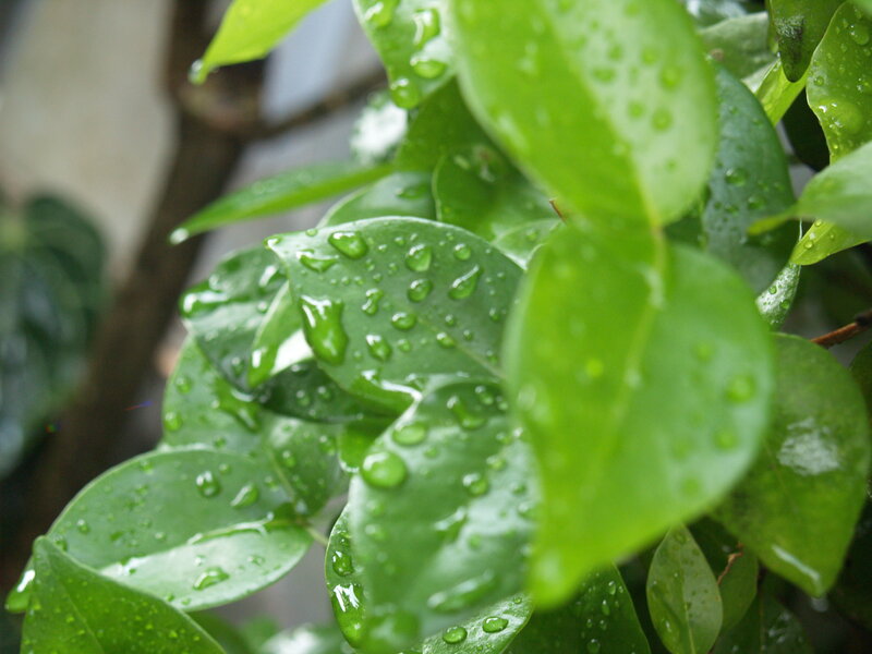 Raindrops on green leaves