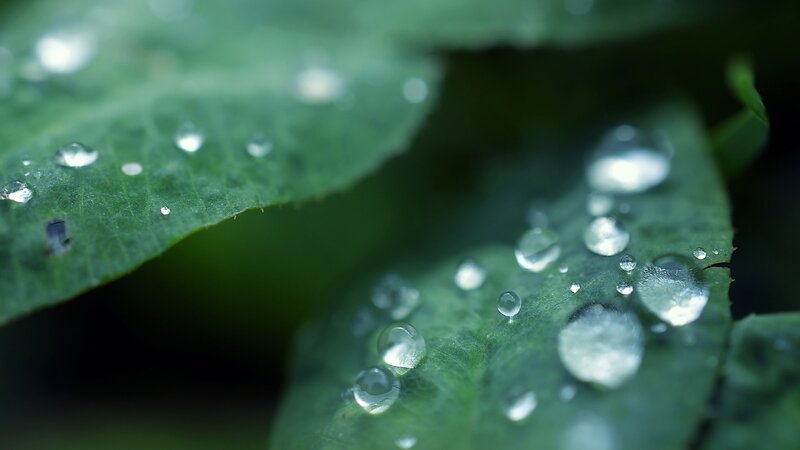 Raindrops on green leaves