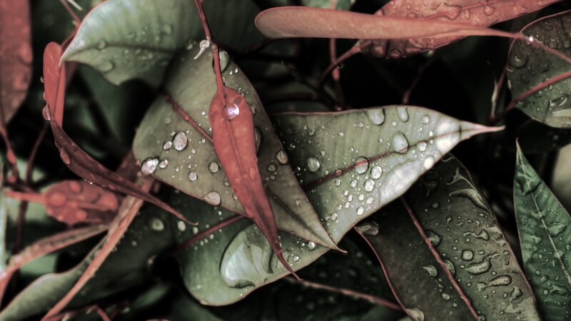 Raindrops on Green Leaves — Calm, Photograph, Water Droplets