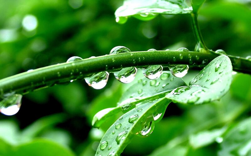 Raindrops on Green Leaves — Calm