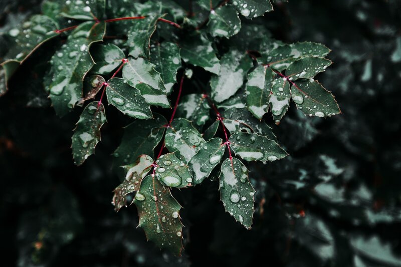 Raindrops on Green Leaves — Moody
