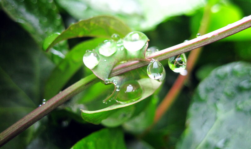 Raindrops on Green Leaves — Serene, Morning