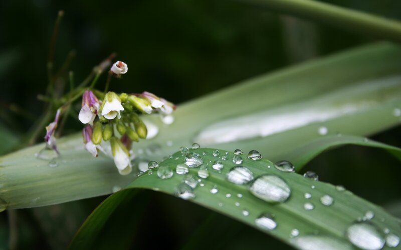 Raindrops on Green Leaves — Serene