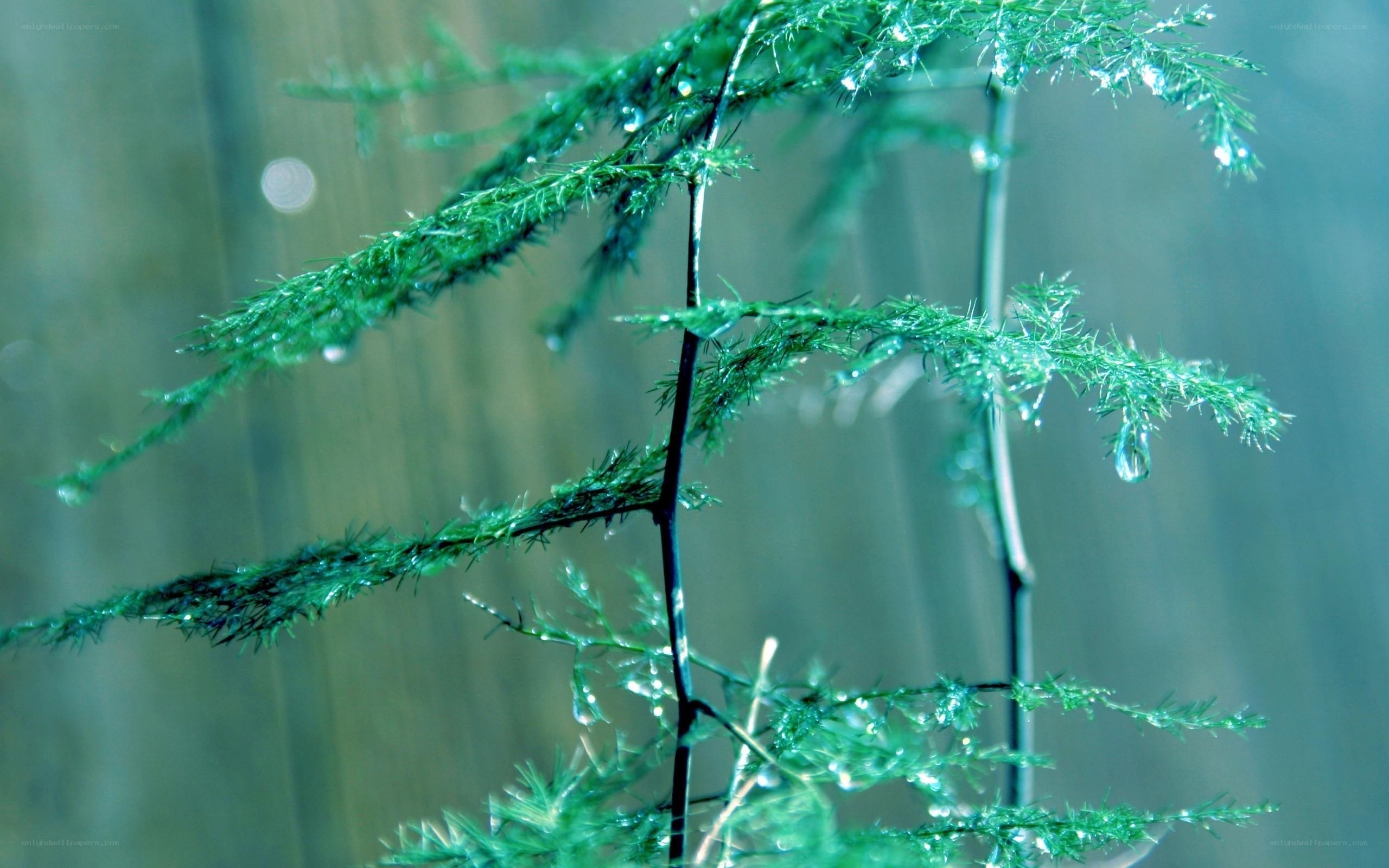Raindrops on green plant
