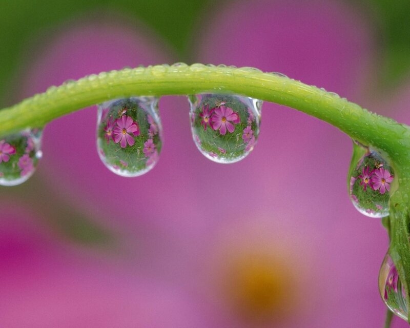 Raindrops on Green Stem — Serene, Spring