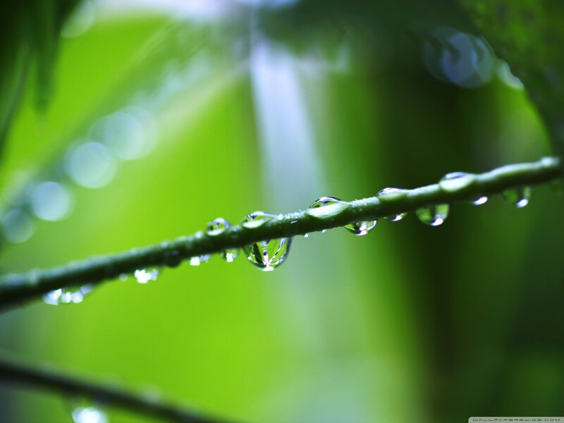 Raindrops on Green Stem — Serene