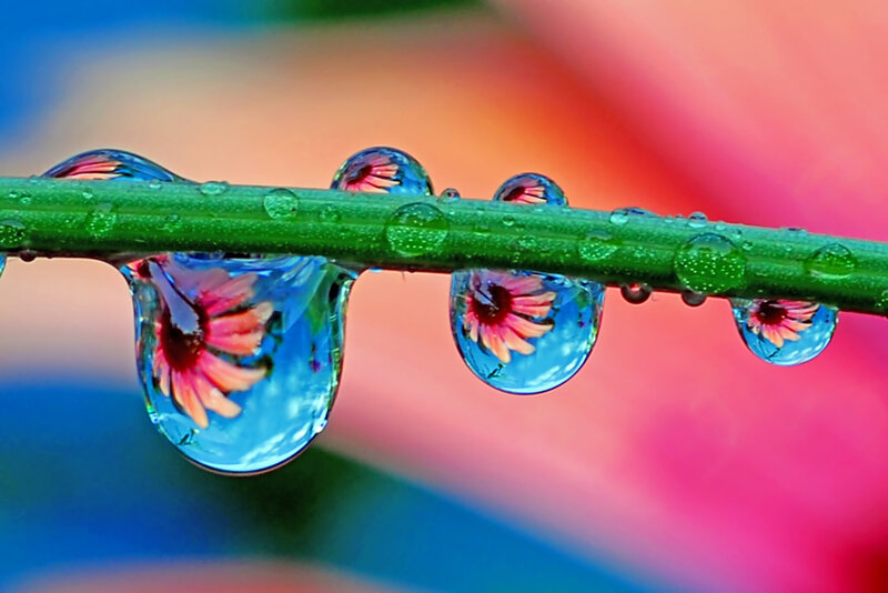 Raindrops on Green Stem