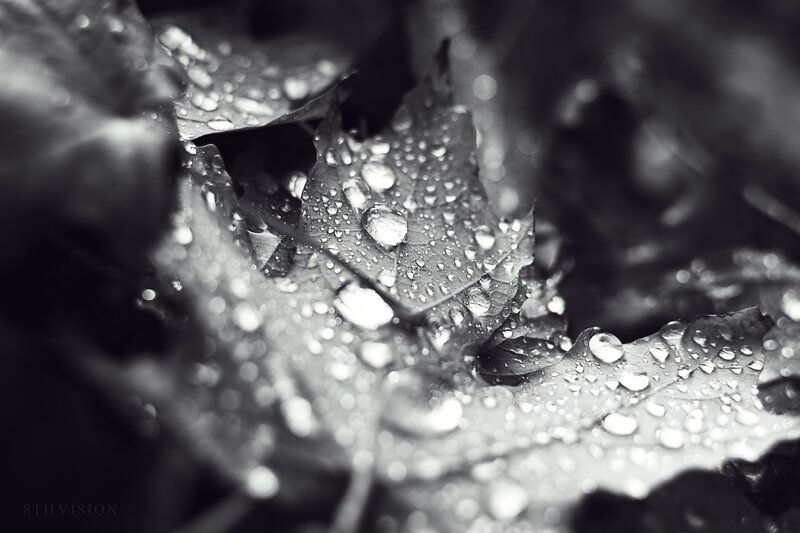 Raindrops on Leaf — Black, Calm