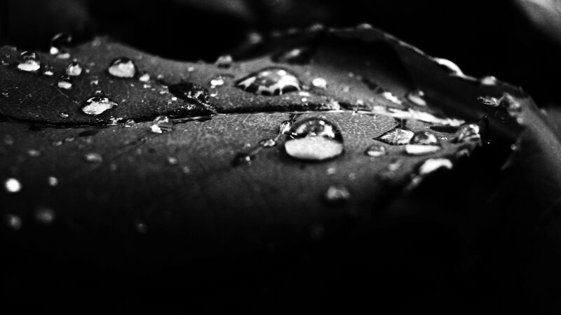 Raindrops on Leaf — Black, Dramatic