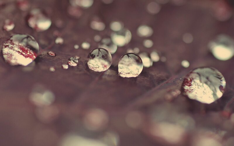 Raindrops on Leaf — Brown, Calm