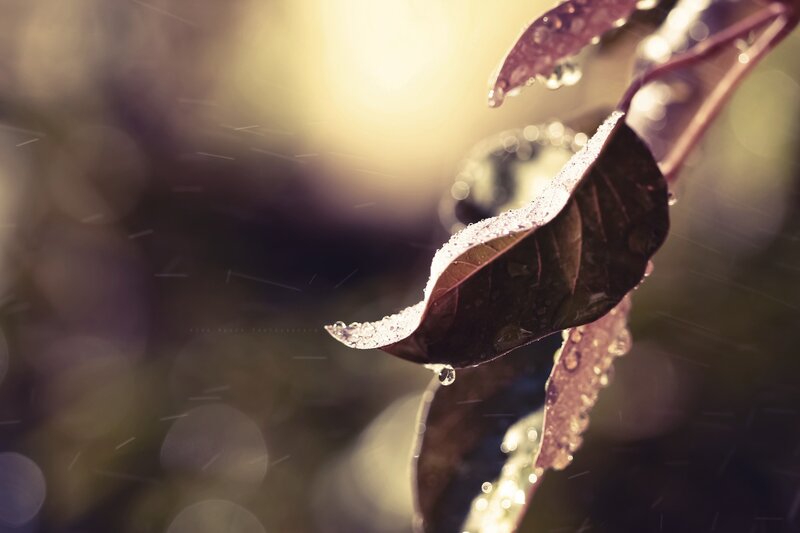 Raindrops on Leaf — Brown, Serene, Sunset