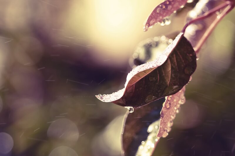 Raindrops on Leaf — Brown
