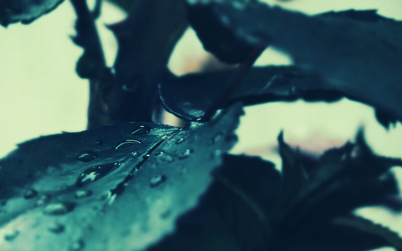 Raindrops on Leaf — Green, Calm
